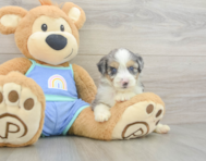 8 week old Mini Aussiedoodle Puppy For Sale - Lone Star Pups