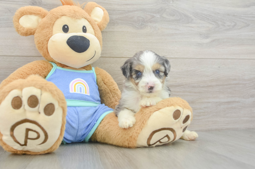 5 week old Mini Aussiedoodle Puppy For Sale - Lone Star Pups