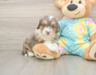 8 week old Mini Aussiedoodle Puppy For Sale - Lone Star Pups