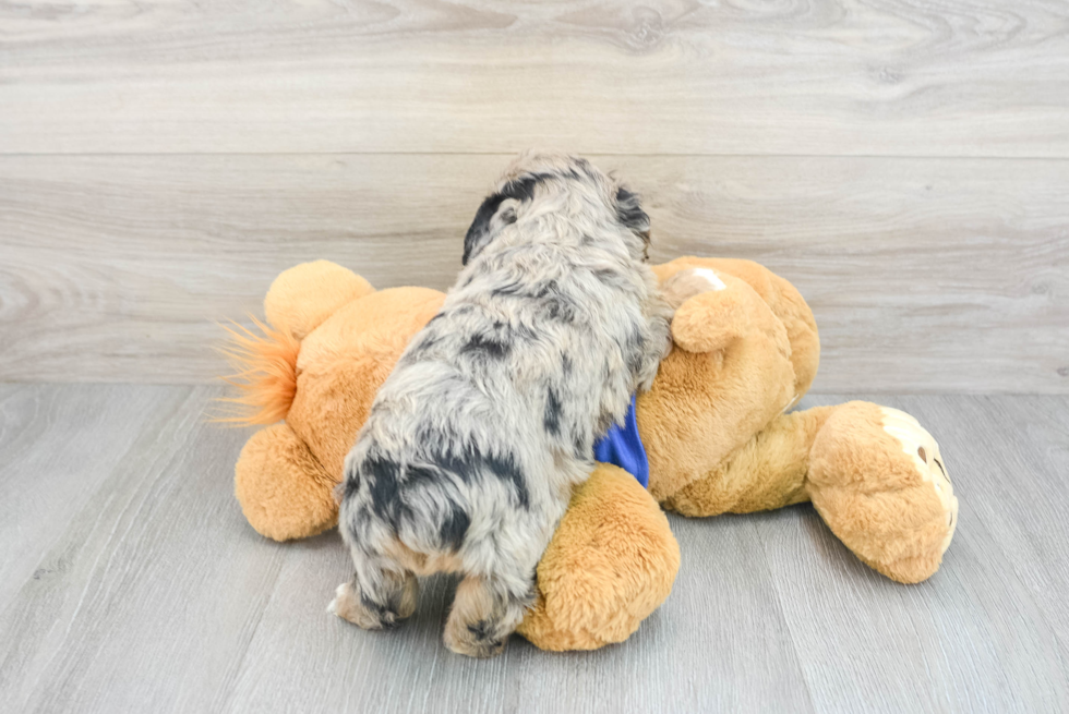 Adorable Aussiepoo Poodle Mix Puppy