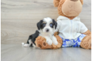 Cute Mini Aussiedoodle Baby