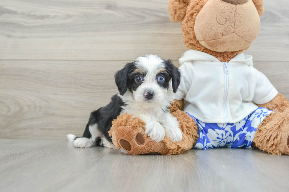 Cute Mini Aussiedoodle Baby