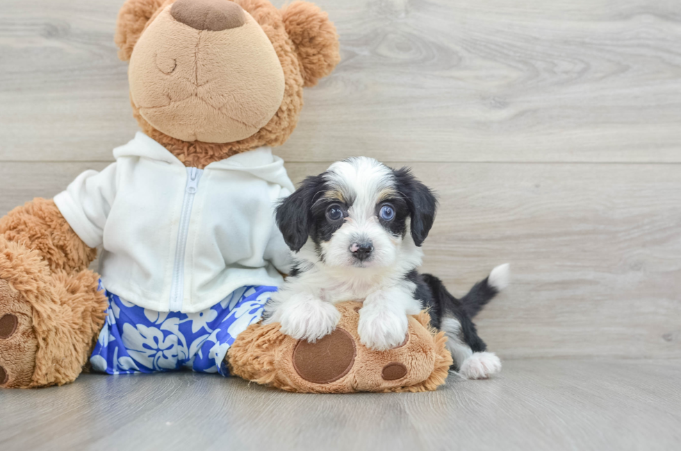 5 week old Mini Aussiedoodle Puppy For Sale - Lone Star Pups