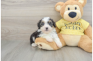Mini Aussiedoodle Puppy for Adoption