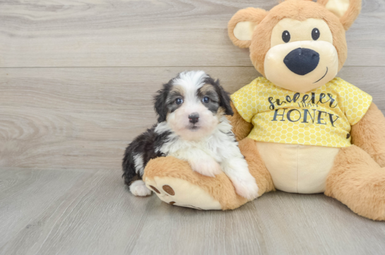 Mini Aussiedoodle Puppy for Adoption