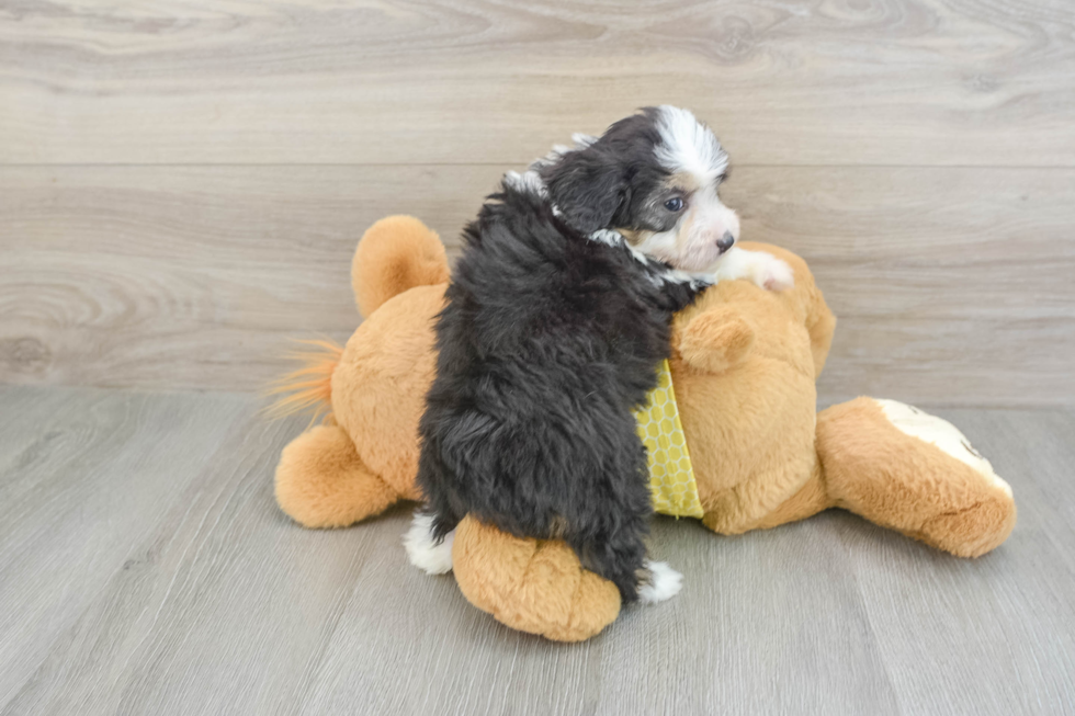 Small Mini Aussiedoodle Baby