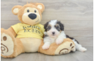 Best Mini Aussiedoodle Baby