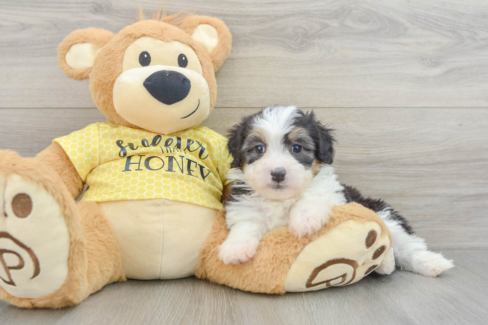 Best Mini Aussiedoodle Baby