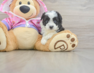 8 week old Mini Aussiedoodle Puppy For Sale - Lone Star Pups