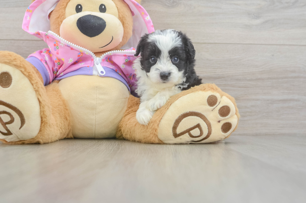 5 week old Mini Aussiedoodle Puppy For Sale - Lone Star Pups