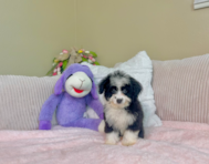 9 week old Mini Aussiedoodle Puppy For Sale - Lone Star Pups