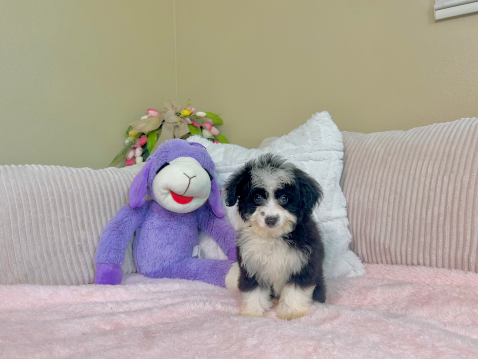 Mini Aussiedoodle Puppy for Adoption