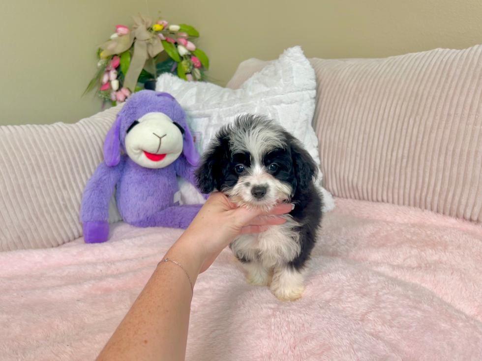 Mini Aussiedoodle Pup Being Cute