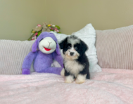 9 week old Mini Aussiedoodle Puppy For Sale - Lone Star Pups