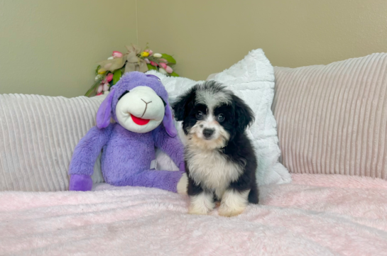 Cute Mini Aussiedoodle Poodle Mix Pup