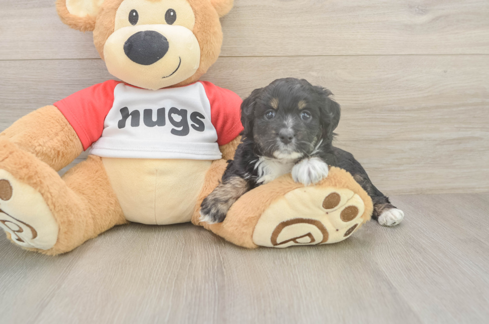 5 week old Mini Aussiedoodle Puppy For Sale - Lone Star Pups