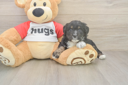 5 week old Mini Aussiedoodle Puppy For Sale - Lone Star Pups Popular Mini Aussiedoodle Poodle Mix Pup