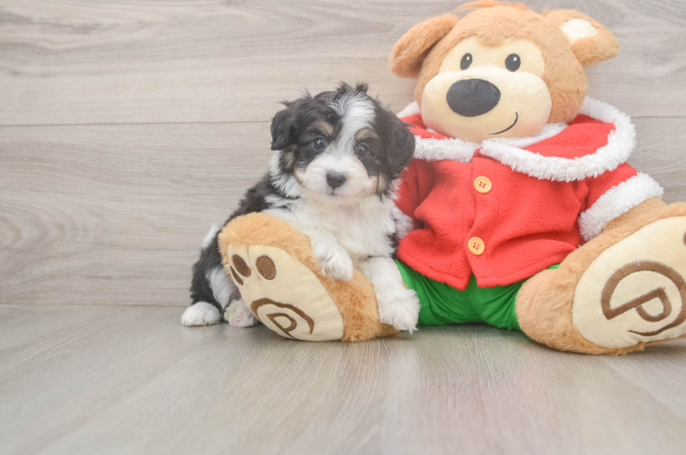 5 week old Mini Aussiedoodle Puppy For Sale - Lone Star Pups