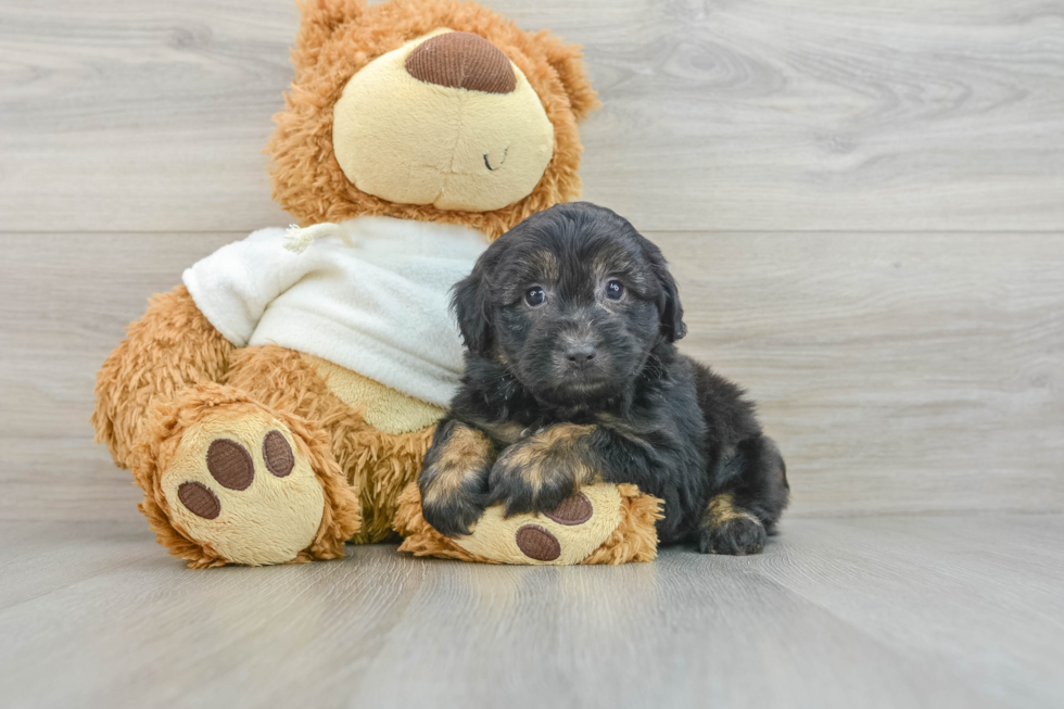 Best Mini Aussiedoodle Baby