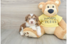 Mini Aussiedoodle Pup Being Cute