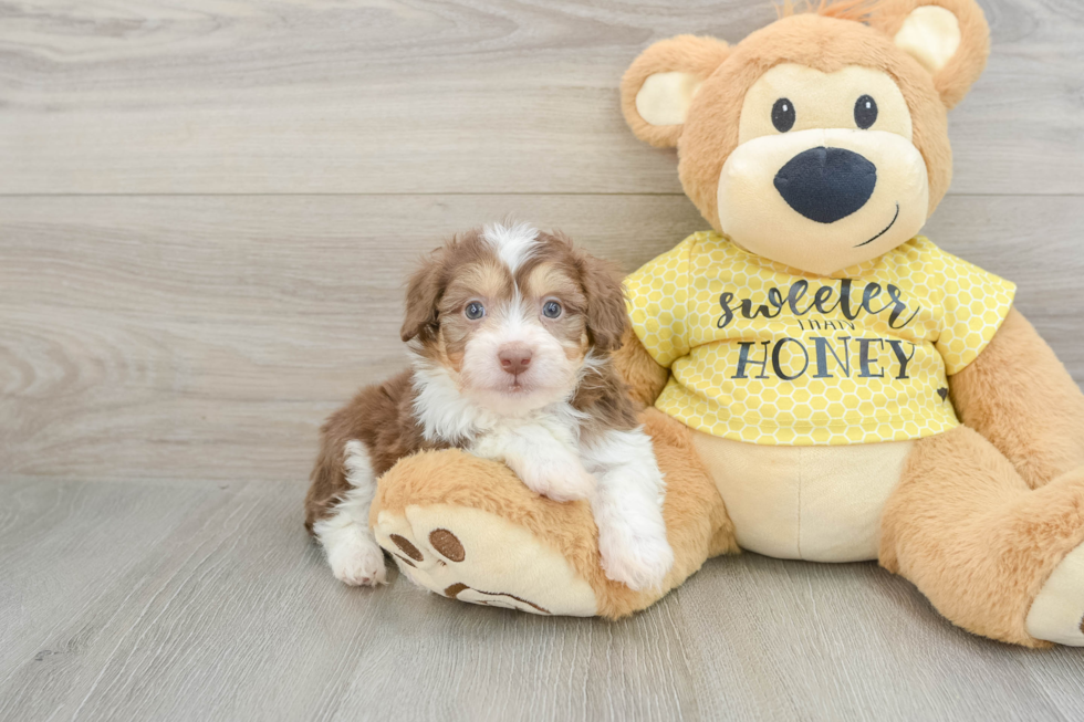 Mini Aussiedoodle Pup Being Cute