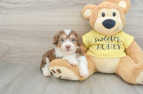 Mini Aussiedoodle Pup Being Cute