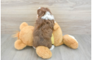 Popular Mini Aussiedoodle Poodle Mix Pup