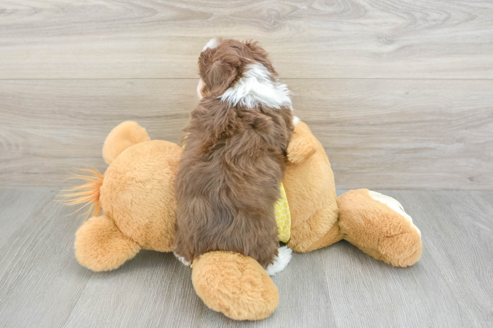 Popular Mini Aussiedoodle Poodle Mix Pup