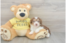 Mini Aussiedoodle Puppy for Adoption