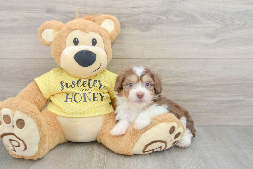 Mini Aussiedoodle Puppy for Adoption