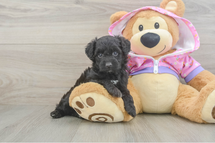 Sweet Mini Aussiedoodle Baby
