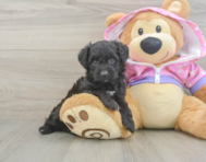 8 week old Mini Aussiedoodle Puppy For Sale - Lone Star Pups