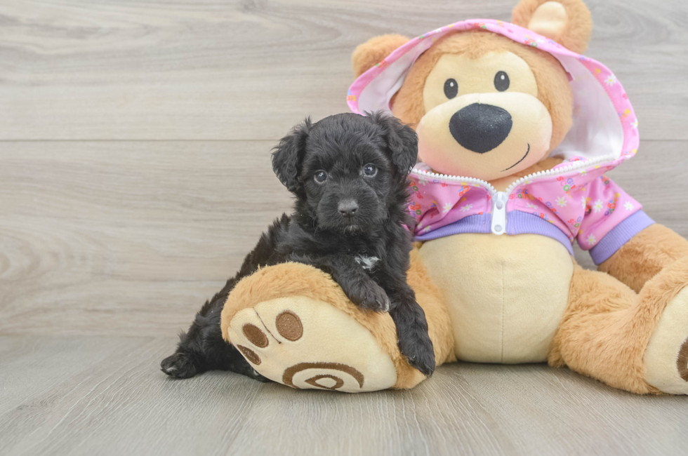 5 week old Mini Aussiedoodle Puppy For Sale - Lone Star Pups