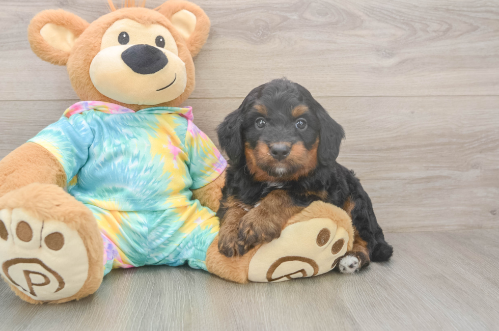 5 week old Mini Aussiedoodle Puppy For Sale - Lone Star Pups