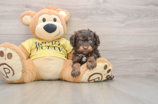 Small Mini Aussiedoodle Baby