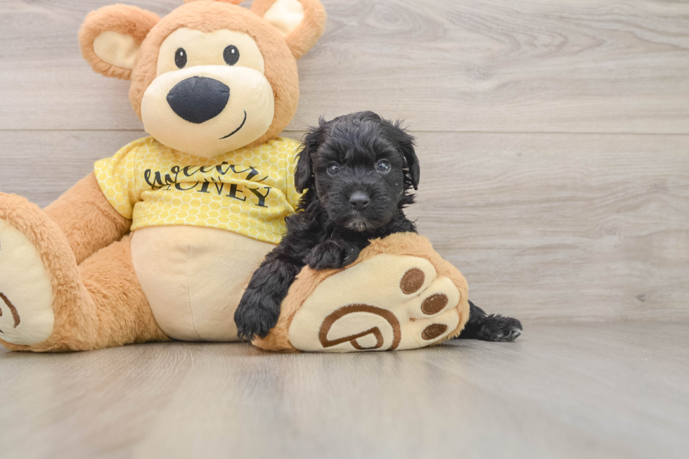 Energetic Aussie Poo Poodle Mix Puppy