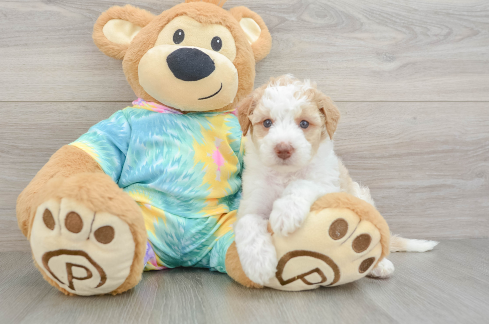 5 week old Mini Aussiedoodle Puppy For Sale - Lone Star Pups