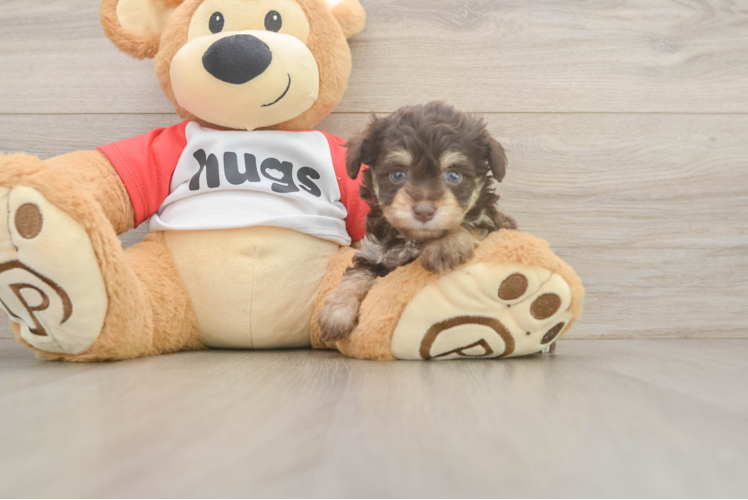Hypoallergenic Aussiepoo Poodle Mix Puppy