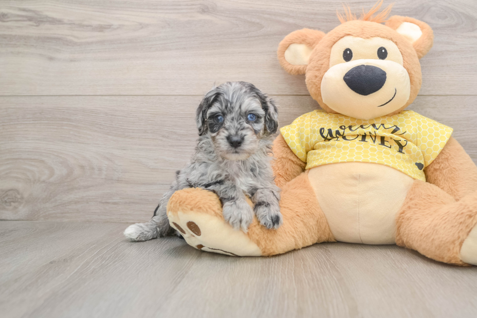 Mini Aussiedoodle Pup Being Cute
