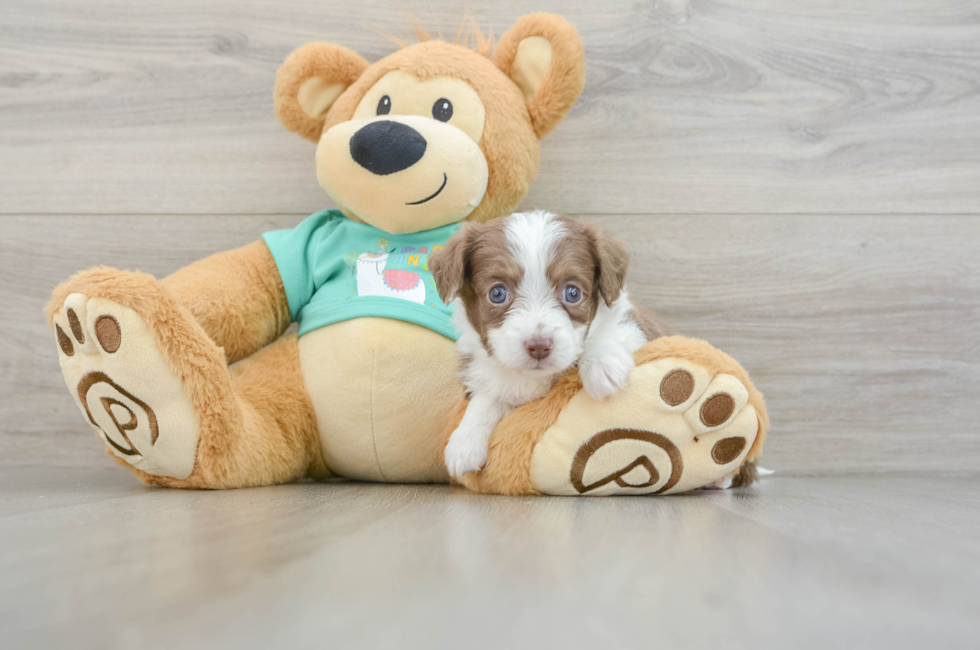 5 week old Mini Aussiedoodle Puppy For Sale - Lone Star Pups