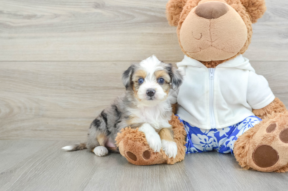 5 week old Mini Aussiedoodle Puppy For Sale - Lone Star Pups