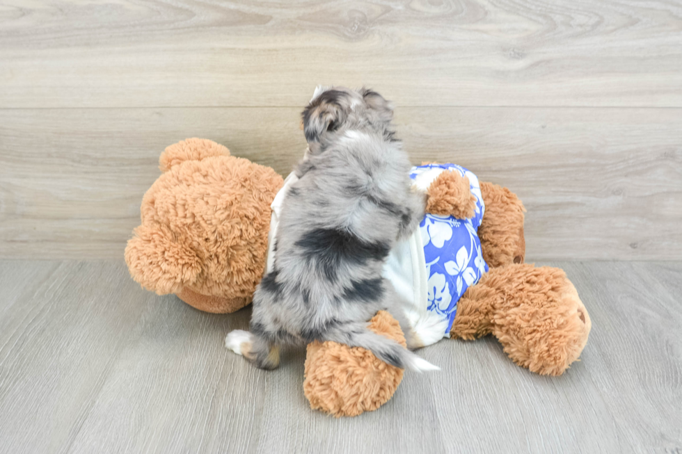 Mini Aussiedoodle Puppy for Adoption