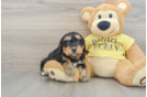 Smart Mini Aussiedoodle Poodle Mix Pup