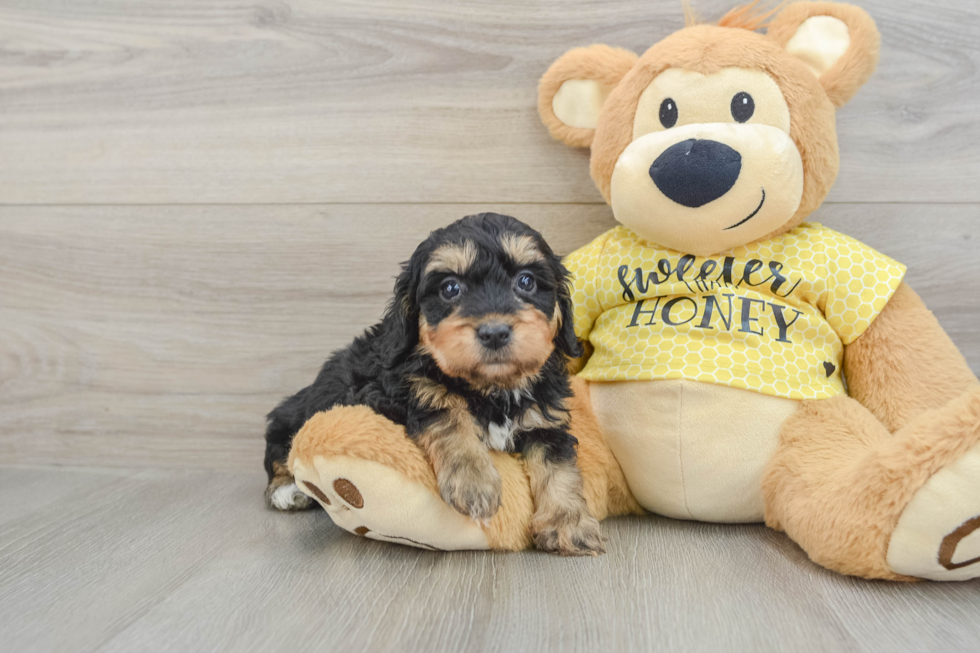 Smart Mini Aussiedoodle Poodle Mix Pup