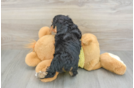 Mini Aussiedoodle Pup Being Cute
