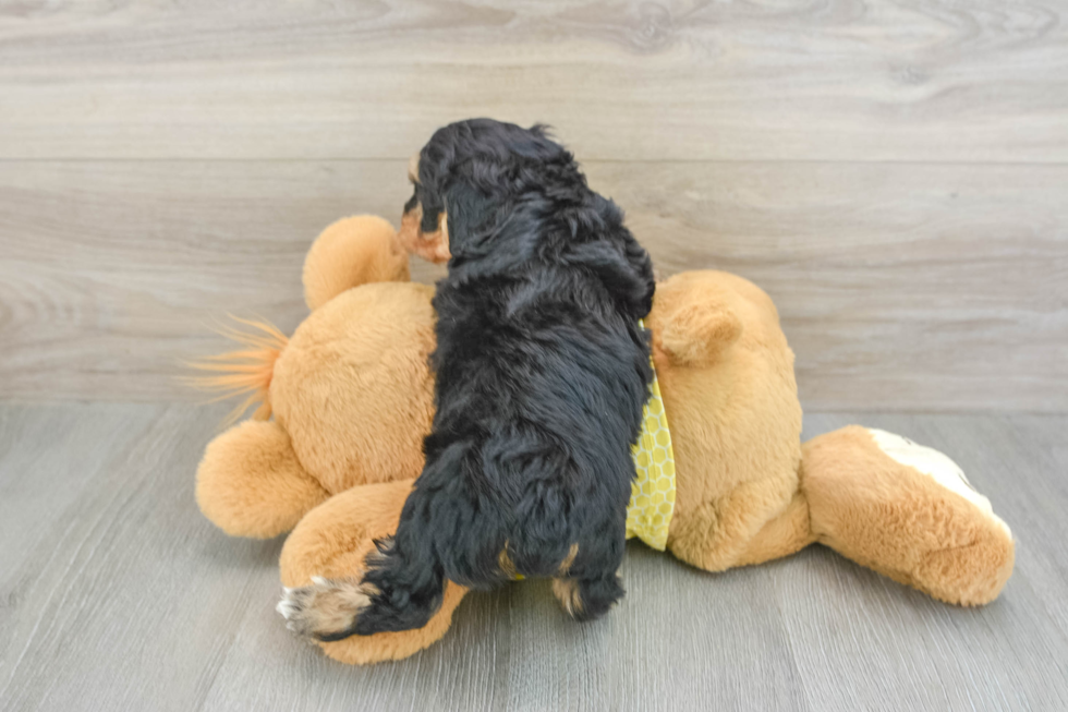 Mini Aussiedoodle Pup Being Cute