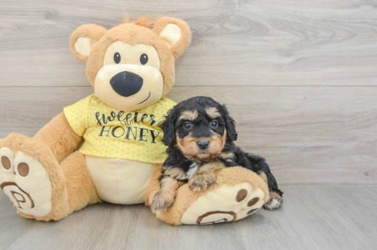 Best Mini Aussiedoodle Baby