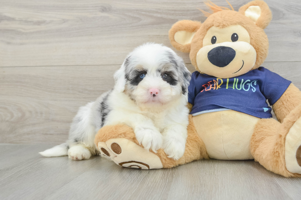 5 week old Mini Aussiedoodle Puppy For Sale - Lone Star Pups