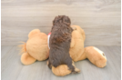 Mini Aussiedoodle Puppy for Adoption