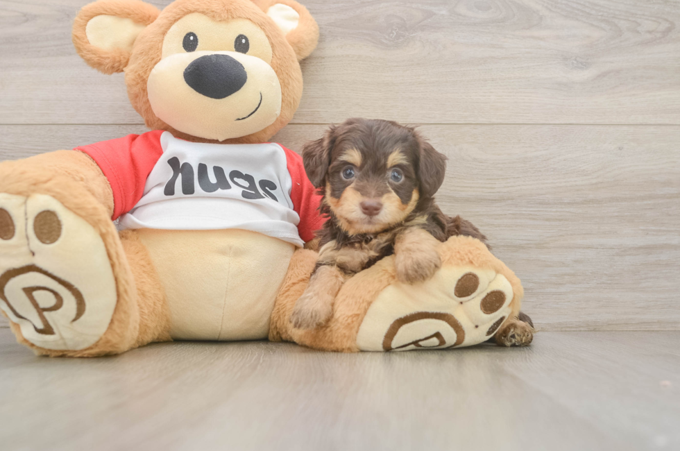 5 week old Mini Aussiedoodle Puppy For Sale - Lone Star Pups
